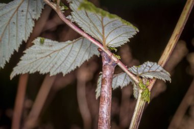 Kahverengi bir yusufçuk larvasına yakın çekim. Almanya 'da bir gölde, bir çalılıkta çimlerin üzerinde.