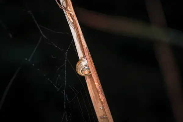 Caracol Pequeno Com Concha Caracol Uma Cana Com Teia Aranha — Fotografia de Stock