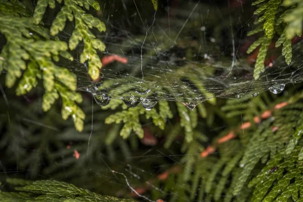 Close Uma Planta Thuja Com Gotas Água Uma Teia Aranha — Fotografia de Stock