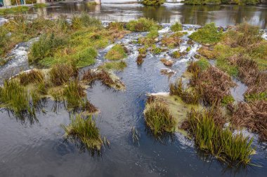 Naab ve Vils nehirlerinin doğal yaylım ateşinin yakınında Almanya 'nın Kallmnz kenti yakınlarında yosun ve bitkilerle kaplanmış.