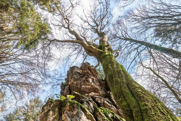 Old twisted grown tree without foliage on a stone rock mountain with perspective from bottom to top that looks mysterious in a forest in Bavarian forest, Germany