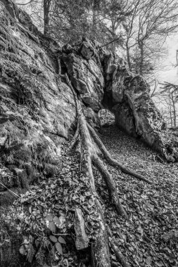 Siyah ve beyaz görüntüler Eski aşınmış granit kaya oluşumu mağara ve kırılma noktalarıyla Geisslinger Stein Koenigstein ve Hausstein yakınlarındaki Rusel ve Ruselabsatz ormanlarında Deggendorf ve Regen yakınlarındaki Bavyera Ormanı 'nda, Almanya