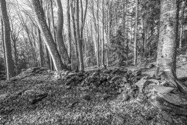 Siyah ve Beyaz. Eski taş, Almanya 'nın Deggendorf ve Regen yakınlarındaki Bavyera Ormanı' nda Geisslinger Stein Koenigstein ve Hausstein yakınlarında Rusel ve Ruselabsatz yakınlarında harabe bir manastır inşa etti.