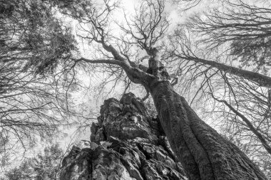 Siyah ve beyaz resim, Almanya 'nın Bavyera ormanlarında gizemli görünen, tepeden tırnağa perspektifi olan, taş bir kaya dağının üzerinde yapraksız, bükülmüş bir ağaç.