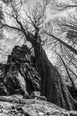 Siyah ve beyaz resim, Almanya 'nın Bavyera ormanlarında gizemli görünen, tepeden tırnağa perspektifi olan, taş bir kaya dağının üzerinde yapraksız, bükülmüş bir ağaç.