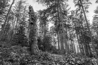 Siyah ve beyaz görüntü Almanya 'da bir ormanda yosun ve ağaç mantarlarıyla kaplanmış eski, yıpranmış ve eğilmiş ağaç gövdesi