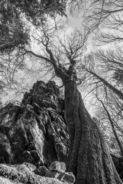 黒と白のイメージバイエルン州の森の中で神秘的に見える下から上までの視点を持つ石の岩の山に葉のない古いツリーをツイスト — ストック写真