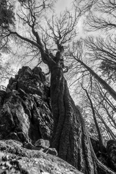 黒と白のイメージバイエルン州の森の中で神秘的に見える下から上までの視点を持つ石の岩の山に葉のない古いツリーをツイスト — ストック写真