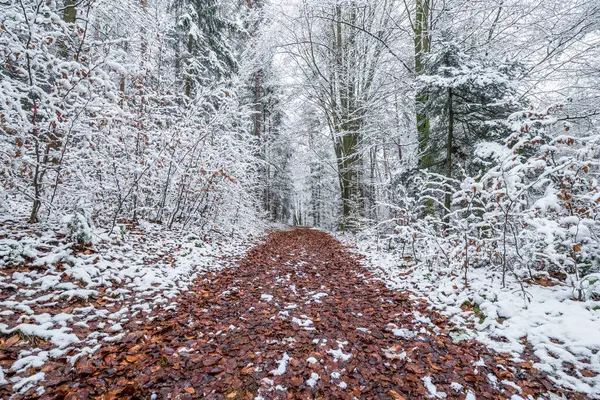 Neve Coberto Árvores Ramos Arbustos Floresta Inverno Com Uma Folha — Fotografia de Stock