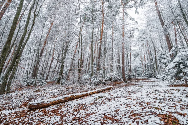 Snow covered trees branches and bushes in forest in winter with a leaf covered forest path in Bavarian forest, Germany
