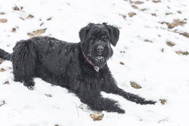 Siyah kürklü dev Schnauzer köpeği kışın ve sisli havada Almanya 'da oynuyor ve yuvarlanıyor.