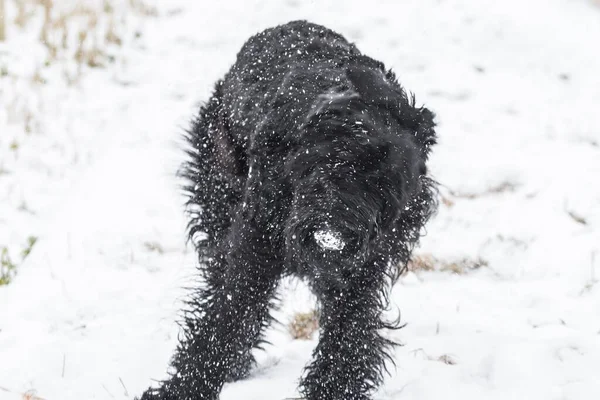 Giant schnauzer dog with black fur playing and rolling in snow in winter and fog weather, Germany