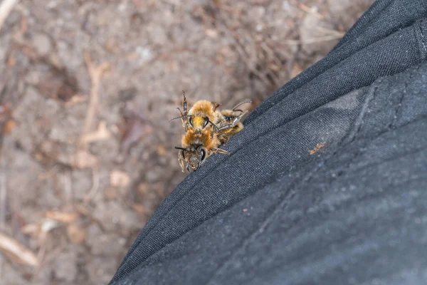 Abejas Terrestres Hembras Machos Suelo Durante Reproducción Juego Amor Alemania — Foto de Stock