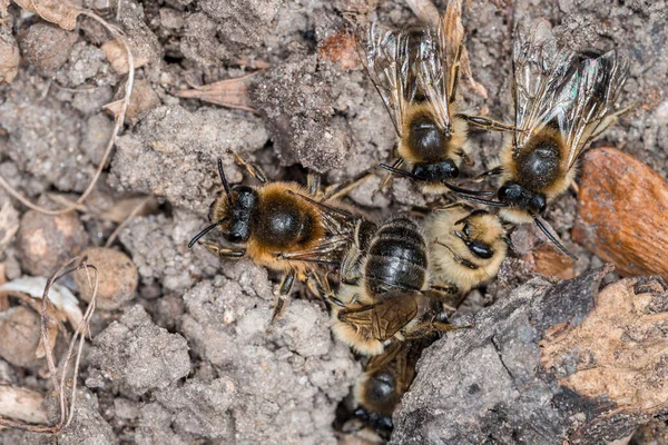 Země Včely Samice Samci Zemi Během Reprodukce Milostné Hry Německo — Stock fotografie