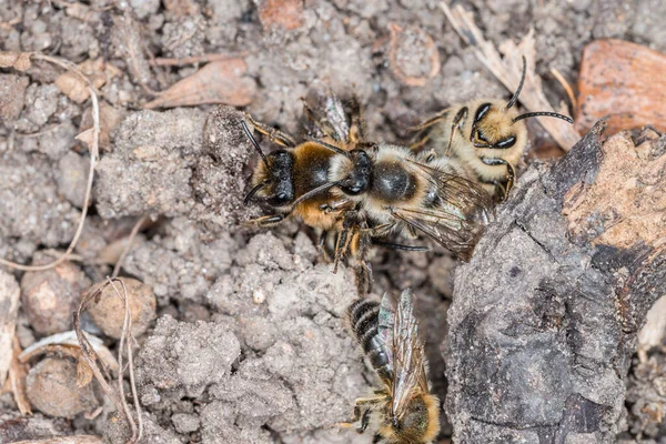 Erdbienen Weibchen Und Männchen Boden Während Fortpflanzung Und Liebesspiel Deutschland — Stockfoto