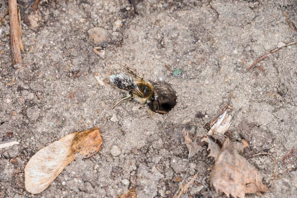 Bumi Lebah Betina Dan Laki Laki Tanah Selama Reproduksi Dan — Stok Foto