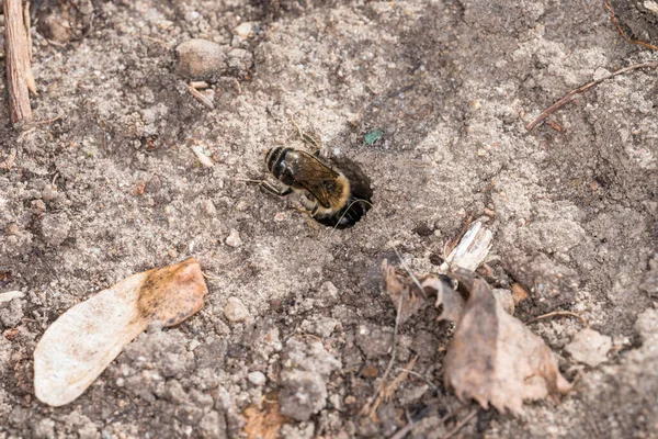 Бджоли Землі Самці Землі Під Час Розмноження Гри Кохання Німеччина — стокове фото