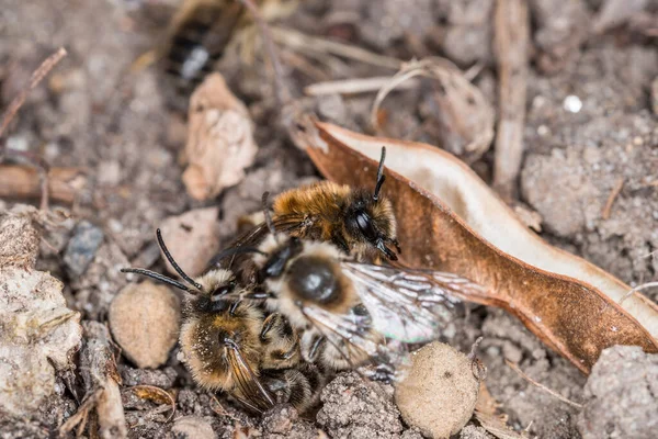 Erdbienen Weibchen Und Männchen Boden Während Fortpflanzung Und Liebesspiel Deutschland — Stockfoto