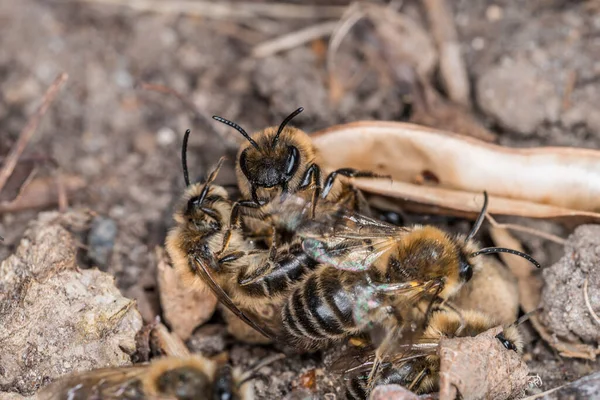 Země Včely Samice Samci Zemi Během Reprodukce Milostné Hry Německo — Stock fotografie