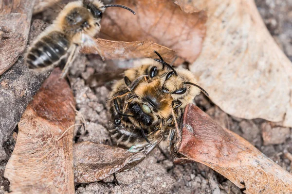 生殖と愛の遊びの間 地上の地球のミツバチの女性と男性 ドイツ — ストック写真