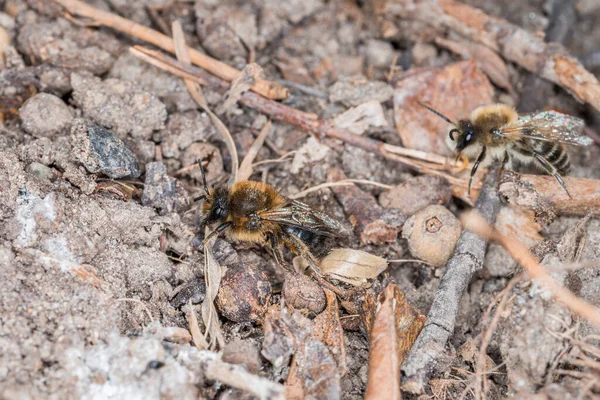 Erdbienen Weibchen Und Männchen Boden Während Fortpflanzung Und Liebesspiel Deutschland — Stockfoto