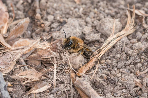 Erdbienen Weibchen Und Männchen Boden Während Fortpflanzung Und Liebesspiel Deutschland — Stockfoto