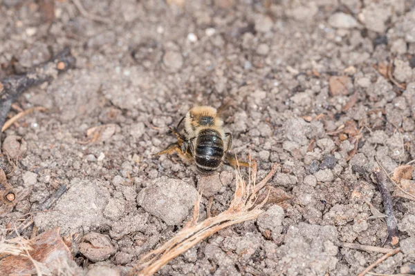 Erdbienen Weibchen Und Männchen Boden Während Fortpflanzung Und Liebesspiel Deutschland — Stockfoto