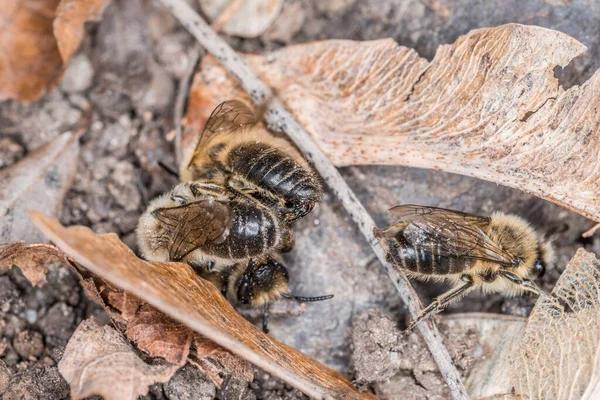 德国地球上的雌蜂和雄蜂在繁殖和爱玩的过程中躺在地上 图库图片
