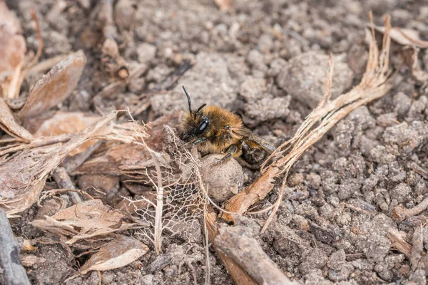 德国地球上的雌蜂和雄蜂在繁殖和爱玩的过程中躺在地上 免版税图库照片