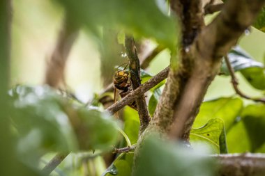 Bir eşek arısı Almanya 'daki leylak ağacının dalını kemirip yer.
