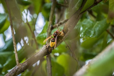 Bir eşek arısı Almanya 'daki leylak ağacının dalını kemirip yer.