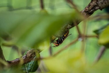 Bir eşek arısı Almanya 'daki leylak ağacının dalını kemirip yer.