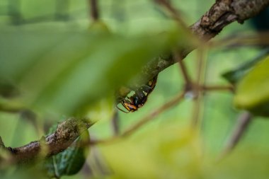 Bir eşek arısı Almanya 'daki leylak ağacının dalını kemirip yer.