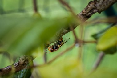 Bir eşek arısı Almanya 'daki leylak ağacının dalını kemirip yer.