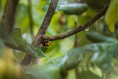 Bir eşek arısı Almanya 'daki leylak ağacının dalını kemirip yer.