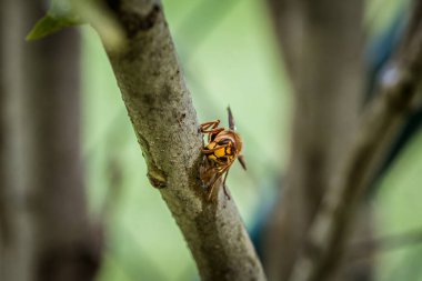 Bir eşek arısı Almanya 'daki leylak ağacının dalını kemirip yer.