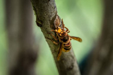 Bir eşek arısı Almanya 'daki leylak ağacının dalını kemirip yer.