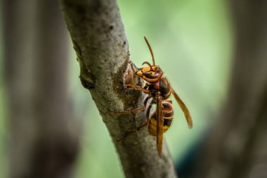 Bir eşek arısı Almanya 'daki leylak ağacının dalını kemirip yer.