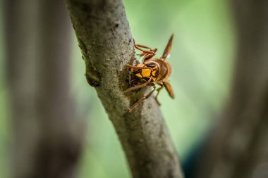 Bir eşek arısı Almanya 'daki leylak ağacının dalını kemirip yer.