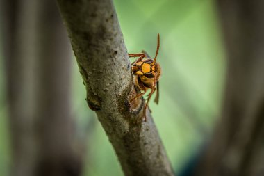 Bir eşek arısı Almanya 'daki leylak ağacının dalını kemirip yer.