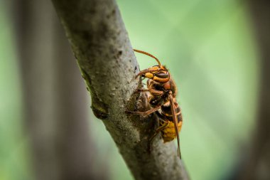 Bir eşek arısı Almanya 'daki leylak ağacının dalını kemirip yer.