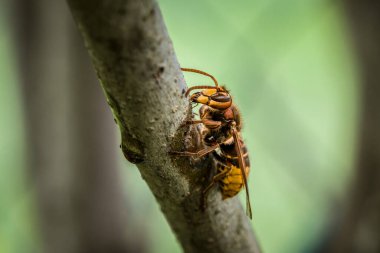 Bir eşek arısı Almanya 'daki leylak ağacının dalını kemirip yer.