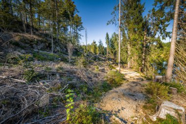 Sonbaharda Kleiner Gölü 'nün etrafında daire şeklinde yürüyüş patikası, Bavyera, Almanya
