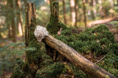 Almanya 'nın Bavyera şehrinde sonbaharda yosunlu zeminde mantarların yakın çekimi