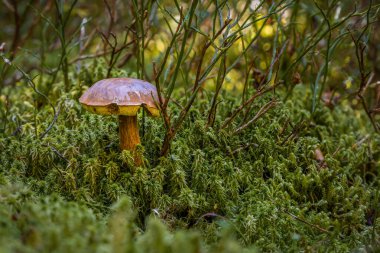 Almanya 'nın Bavyera şehrinde sonbaharda yosunlu zeminde mantarların yakın çekimi