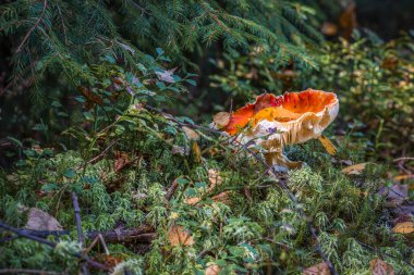 Almanya 'nın Bavyera kentinde sonbaharda yosunlu zeminde bulunan ormandaki sineksi mantarlara yakın çekim