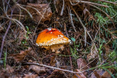 Almanya 'nın Bavyera kentinde sonbaharda yosunlu zeminde bulunan ormandaki sineksi mantarlara yakın çekim