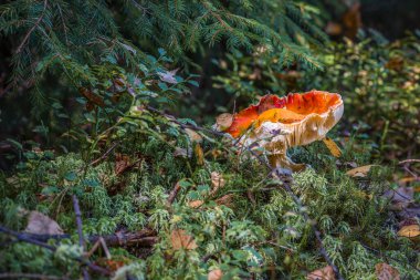 Almanya 'nın Bavyera kentinde sonbaharda yosunlu zeminde bulunan ormandaki sineksi mantarlara yakın çekim