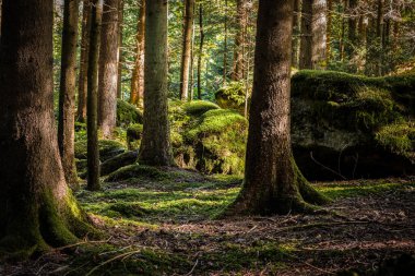 Ormanda sabah atmosferi sonbaharda gündoğumunda ağaçlar, yosunlar ve Almanya 'nın Bavyera kentindeki kayalarla birlikte.