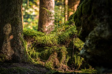 Ormanda sabah atmosferi sonbaharda gündoğumunda ağaçlar, yosunlar ve Almanya 'nın Bavyera kentindeki kayalarla birlikte.